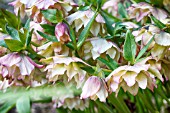 HELLEBORUS PEPPERMINT ICE