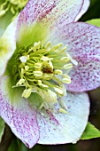 HELLEBORUS ORIENTALIS BALLARD HYBRID
