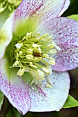 HELLEBORUS ORIENTALIS BALLARD HYBRID