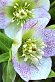 HELLEBORUS ORIENTALIS BALLARD HYBRID