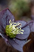 HELLEBORUS X HYBRIDUS BLACK DIAMOND