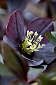 HELLEBORUS X HYBRIDUS BLACK DIAMOND