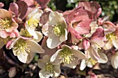 HELLEBORUS X NIGERCORS EMMA