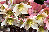 HELLEBORUS X NIGERCORS EMMA