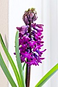 HYACINTHUS ORIENTALIS WOODSTOCK