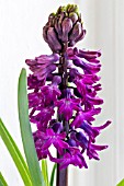 HYACINTHUS ORIENTALIS WOODSTOCK