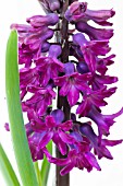 HYACINTHUS ORIENTALIS WOODSTOCK