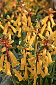 LACHENALIA NELSONII