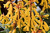 LACHENALIA NELSONII