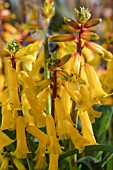 LACHENALIA NELSONII