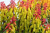 LACHENALIA ALOIDES NELSONII