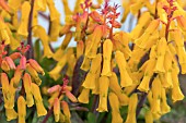 LACHENALIA ALOIDES