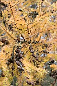 LARIX DECIDUA