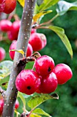 MALUS X ROBUSTA RED SENTINEL