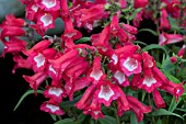 PENSTEMON PHOENIX RED (PHENI REEDE)