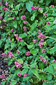 PERSICARIA AMPLEXICAULIS INVERLEITH