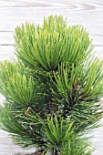 PINUS HELDREICHII COMPACT GEM