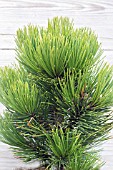 PINUS HELDREICHII COMPACT GEM