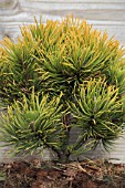 PINUS MUNGO CARSTENS WINTER GOLD