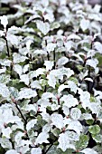 PITTOSPORUM TENUIFOLIUM IRENE PATERSON