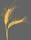 BARLEY (HORDEUM VULGARE)