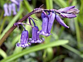 HYACINTHUS NONSCRIPTUS,  BLUEBELL