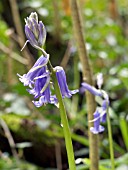 HYACINTHUS NONSCRIPTUS,  BLUEBELL