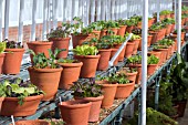 SALAD LEAVES IN CONTAINERS