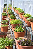 SALAD LEAVES IN CONTAINERS