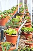 SALAD LEAVES IN CONTAINERS