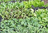 SALAD VEGETABLE SEEDLINGS