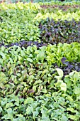 SALAD VEGETABLE SEEDLINGS