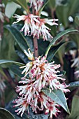 SARCOCOCCA HOOKERIANA WINTER GEM