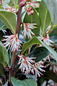 SARCOCOCCA HOOKERIANA WINTER GEM