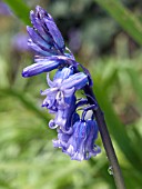 HYACINTHUS NONSCRIPTUS,  BLUEBELL