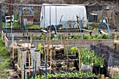 ALLOTMENT GROWING METHODS