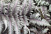 ATHYRIUM NIPONICUM PICTUM METALLICUUM