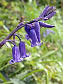 HYACINTHUS NONSCRIPTUS,  BLUEBELL