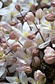 CLEMATIS ARMANDII APPLE BLOSSOM