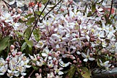 CLEMATIS ARMANDII APPLE BLOSSOM