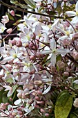 CLEMATIS ARMANDII APPLE BLOSSOM