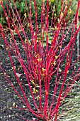 CORNUS ALBA SIBERICA