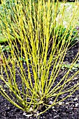 CORNUS SERICEA FLAVIRAMEA