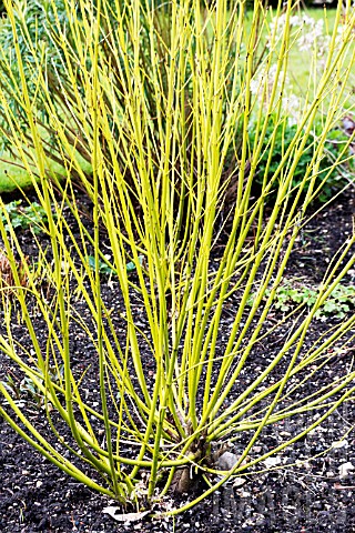 CORNUS_SERICEA_FLAVIRAMEA