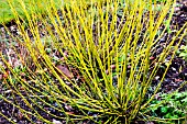 CORNUS SERICEA FLAVIRAMEA