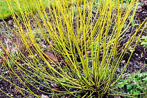 CORNUS_SERICEA_FLAVIRAMEA