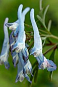 CORYDALIS FLEXUOSA CHINA BLUE