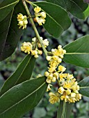 LAURUS NOBILIS,  SWEET BAY