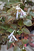 CORYDALIS TEMULIFOLIA CHOCOLATE STAR