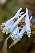 CORYDALIS TEMULIFOLIA CHOCOLATE STAR